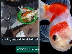 Apakah Ikan Koi Hias Bisa Dimakan